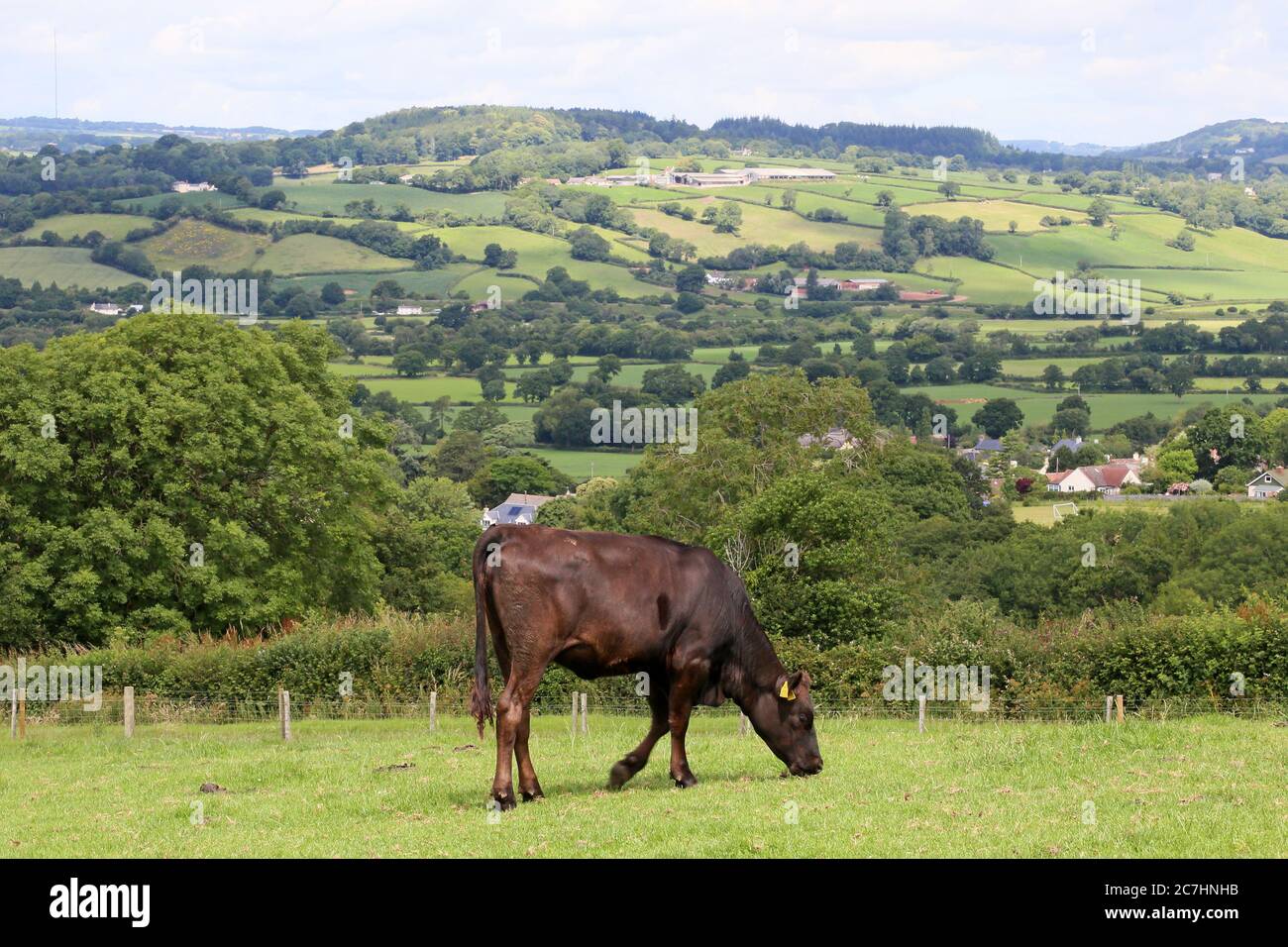 Vista verso Shute Hill da Musbury, Devon, Inghilterra, Gran Bretagna, Regno Unito, Regno Unito, Europa Foto Stock