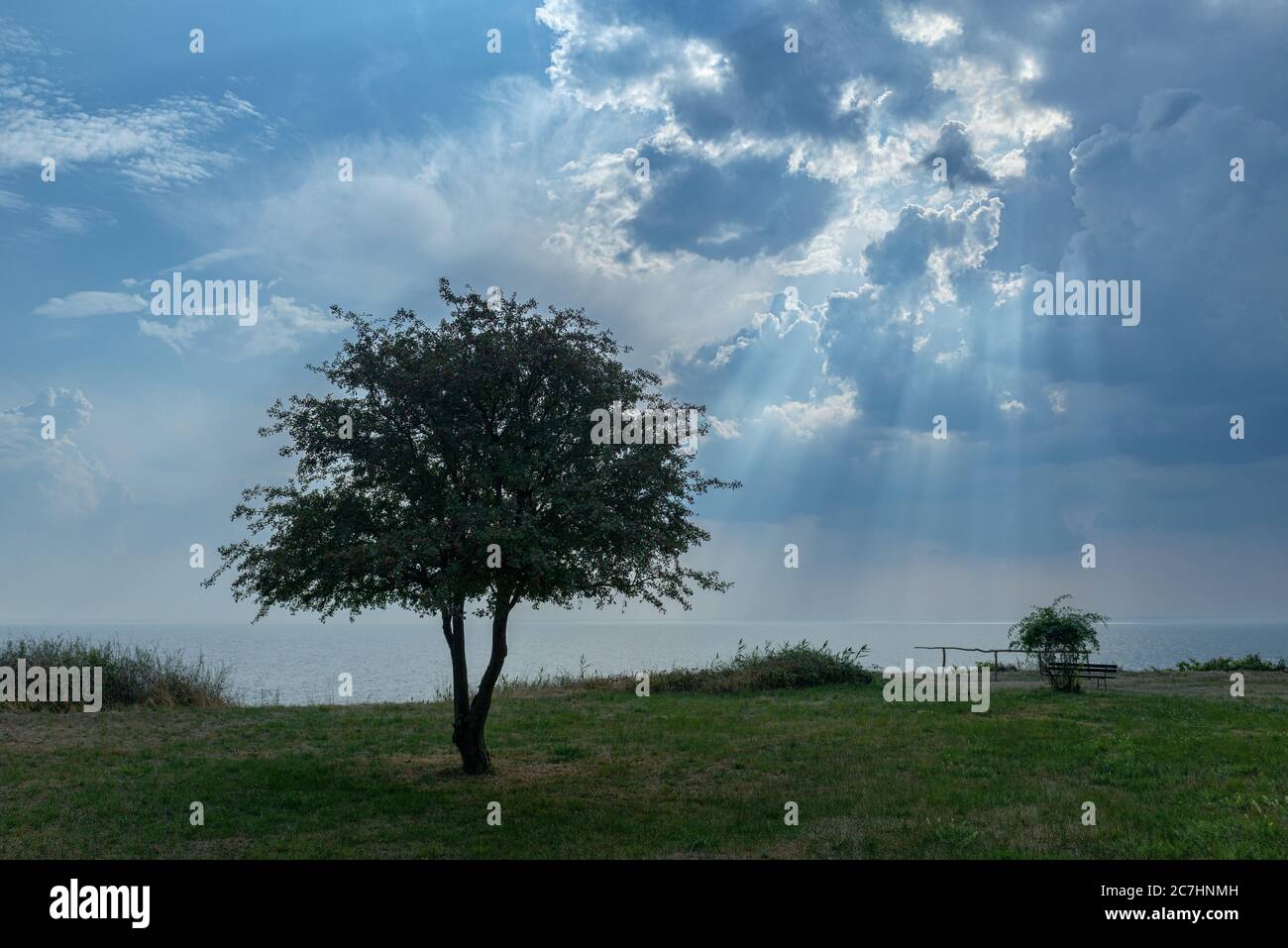 Pascolo, pascoli, vastità, albero, umore tempestoso, cielo tempestoso, cielo piovoso, estate, costa, vastità Foto Stock