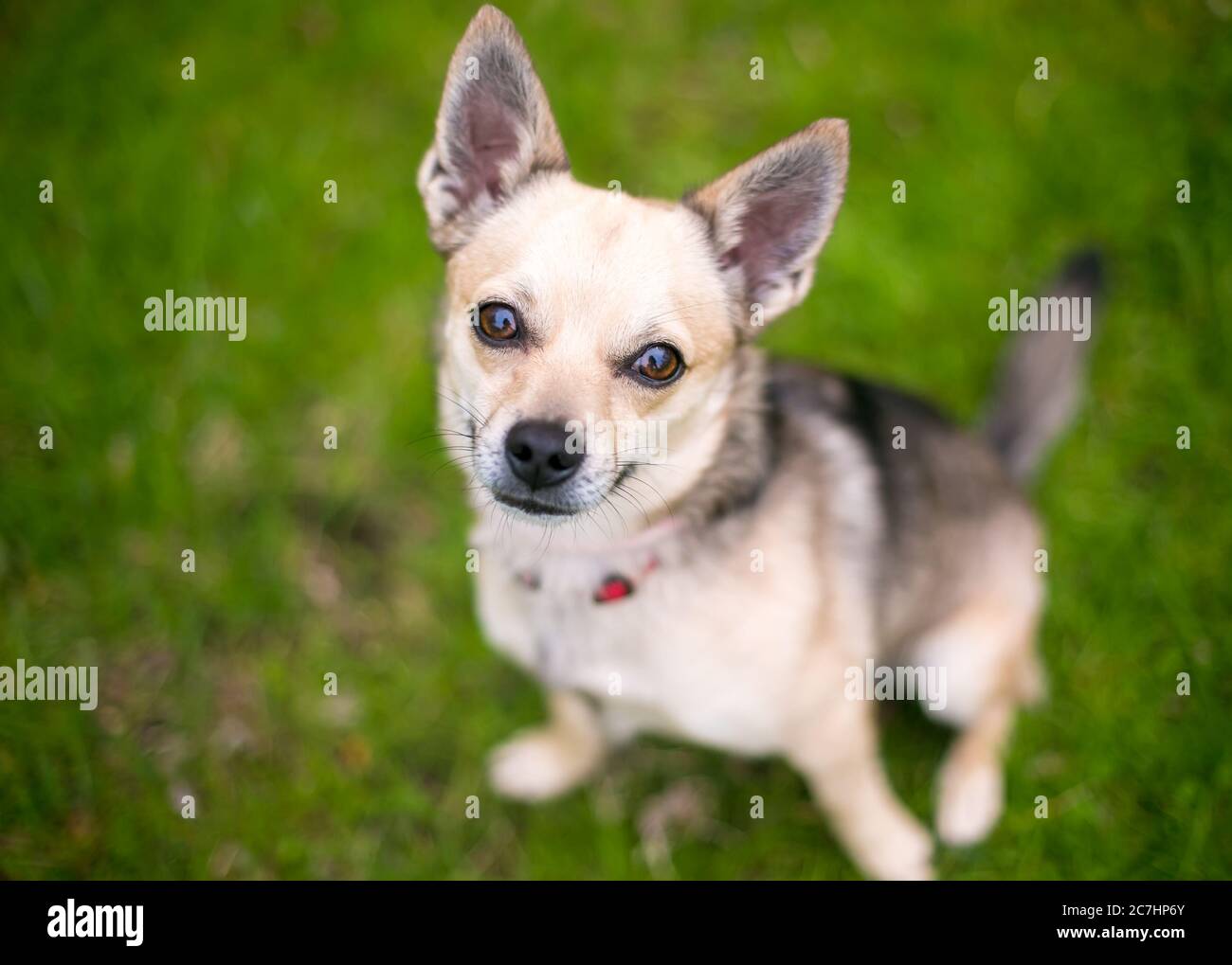 Un piccolo cane Chihuahua seduto all'aperto e guardando la macchina fotografica Foto Stock