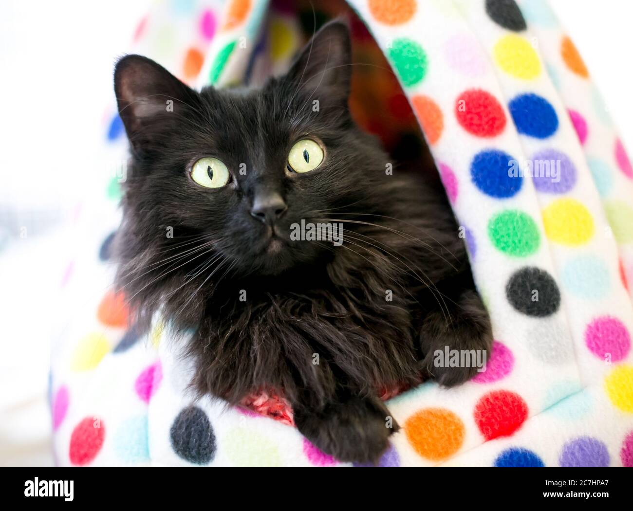 Un gatto nero dai capelli medi che guarda da un colorato letto di gatto a pois Foto Stock