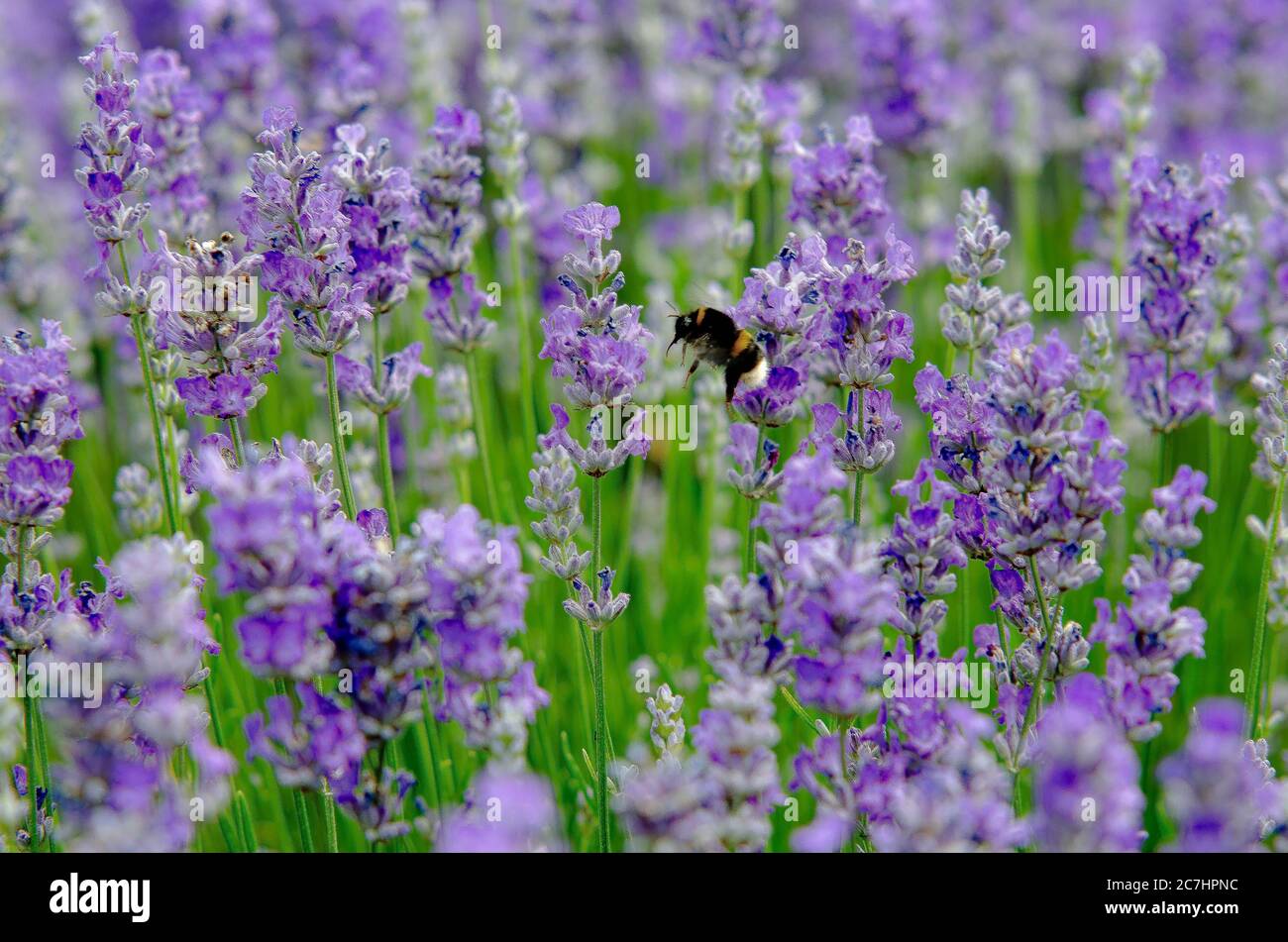 Lavanda con api e farfalle Foto Stock