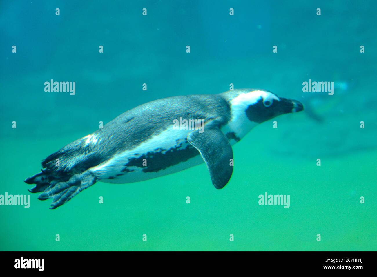 Foto di immersione dei pinguini in acqua. Uno degli animali più popolari dello ZOO di Breslavia. Foto Stock