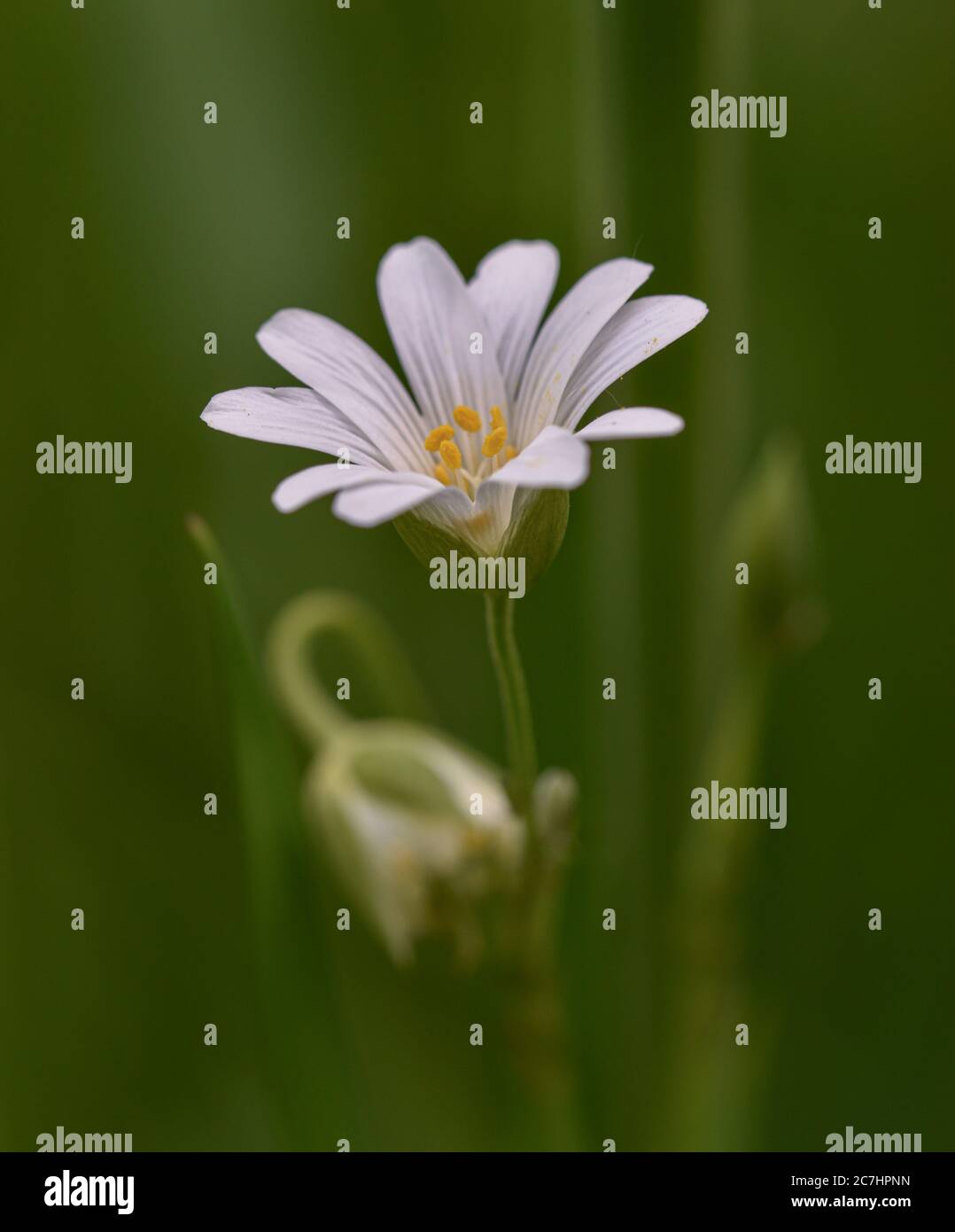 Un fiore unico in una giornata primaverile in Boemia, Repubblica Ceca Foto Stock
