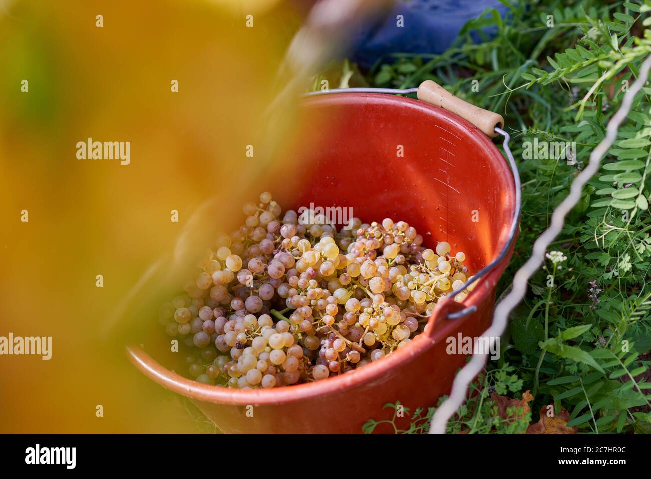 Secchio da lettura con uve Riesling in vigna Foto Stock