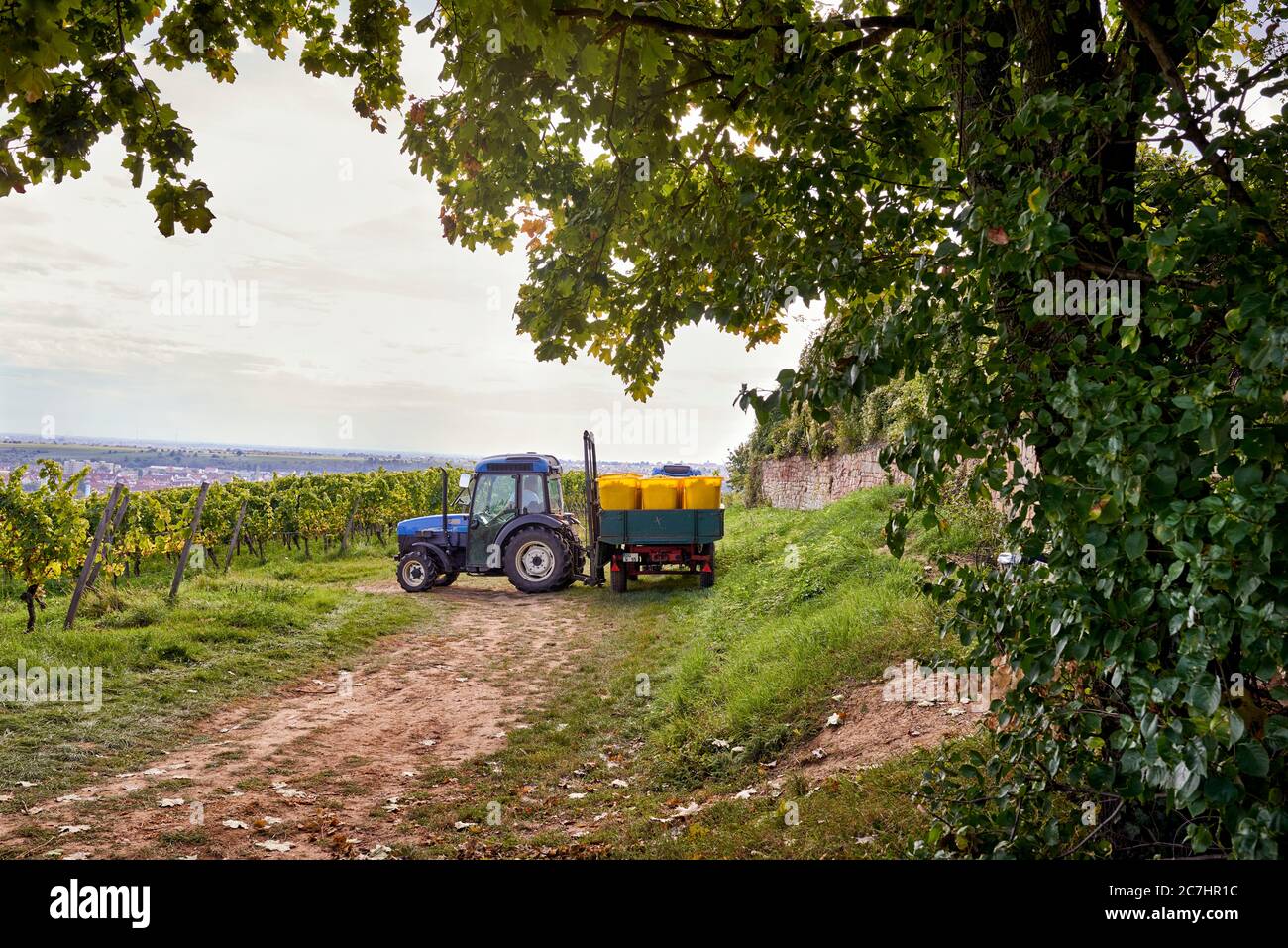 Vendemmia, trattore a carreggiata stretta con rimorchio, contenitori di raccolta riempiti in un vigneto, sullo sfondo Bad Dürkheim Foto Stock