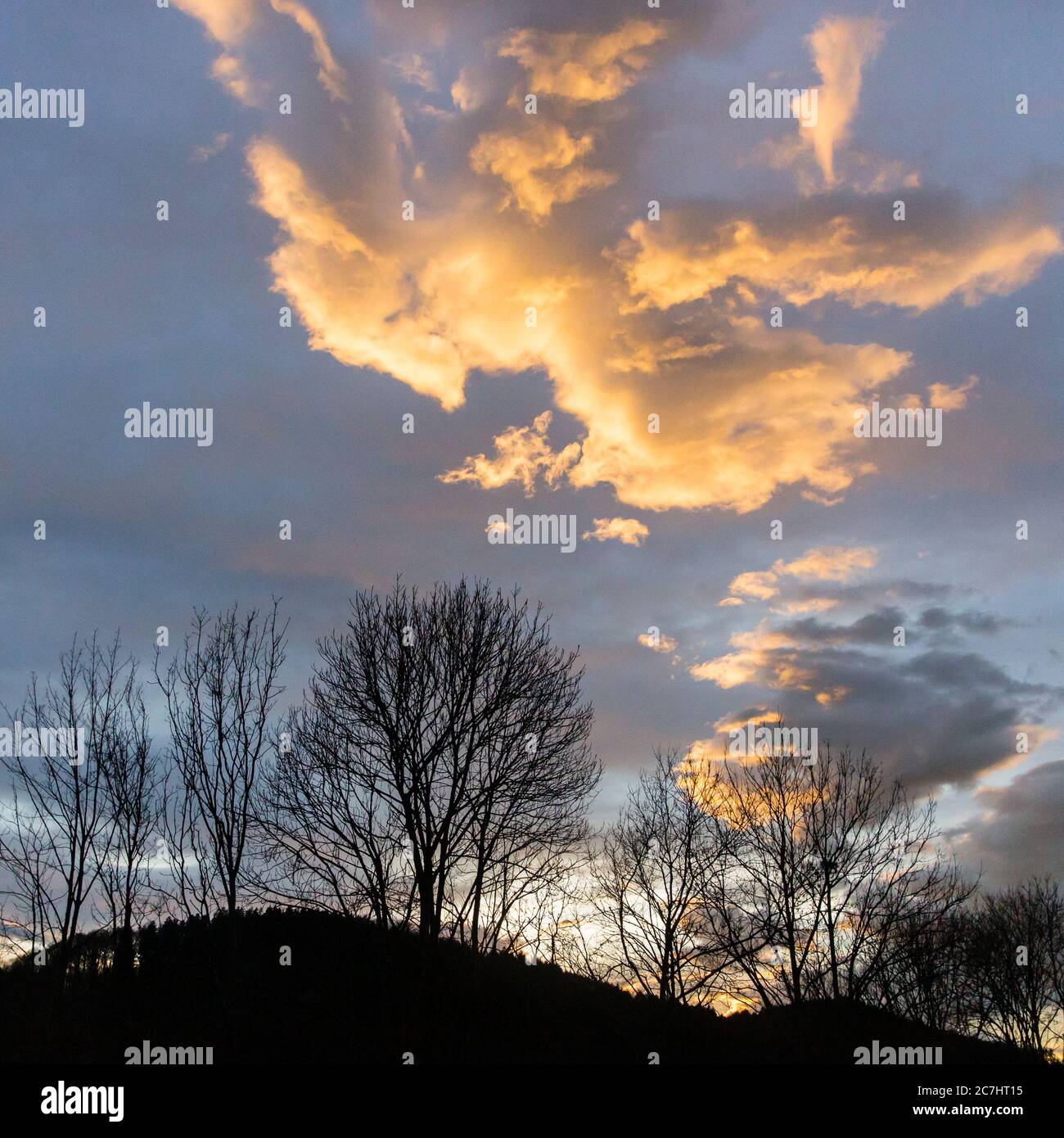 Nuvola illuminata nella luce della sera, che sembra un uccello di preda in un'immersione, sulla sagoma degli alberi (formato 1: 1) Foto Stock