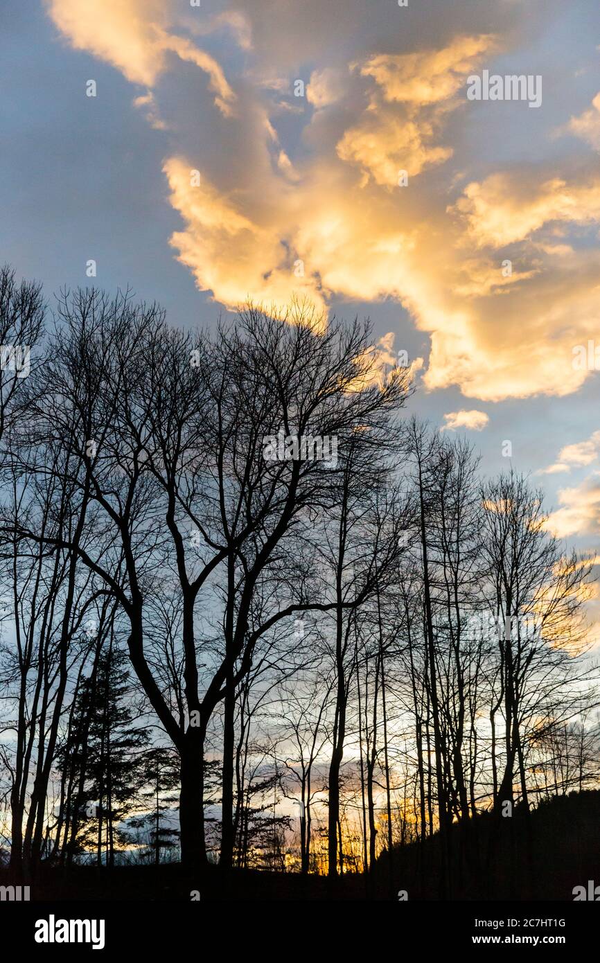 Nuvola illuminata nella luce della sera, che sembra un uccello di preda in un'immersione, sulla sagoma degli alberi Foto Stock