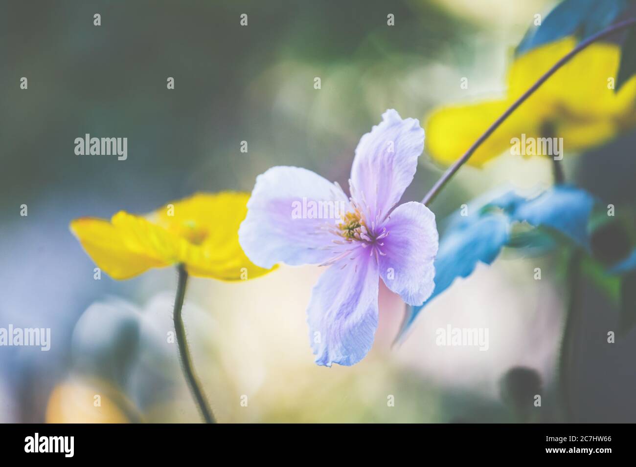 Clematis, Ranunculaceae, e Islanda Poppy, Papaver nudicaule, sono bellissimi fiori estivi per patio e balconi. Foto Stock