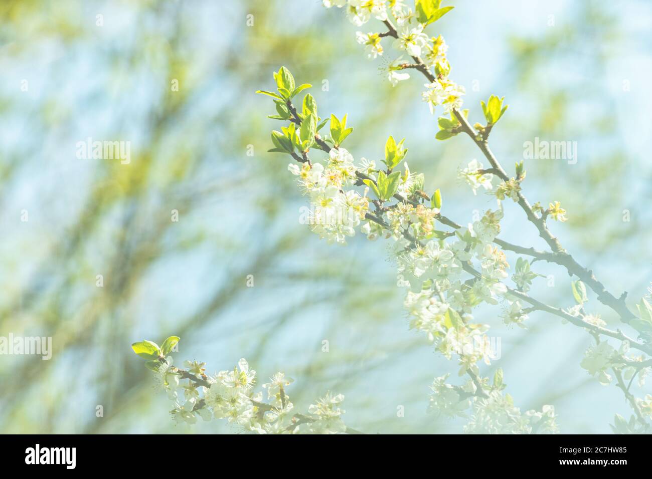 Primavera - il giardino fiorisce alla luce del sole. L'albero di mela sta fiorendo. Foto Stock