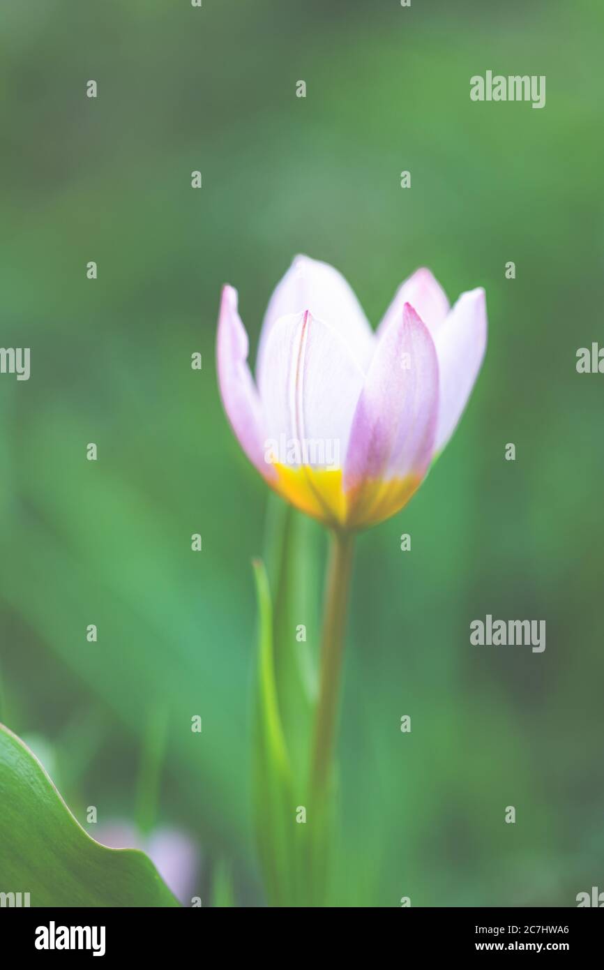 Primavera - tulipani fioriscono nel giardino. Foto Stock