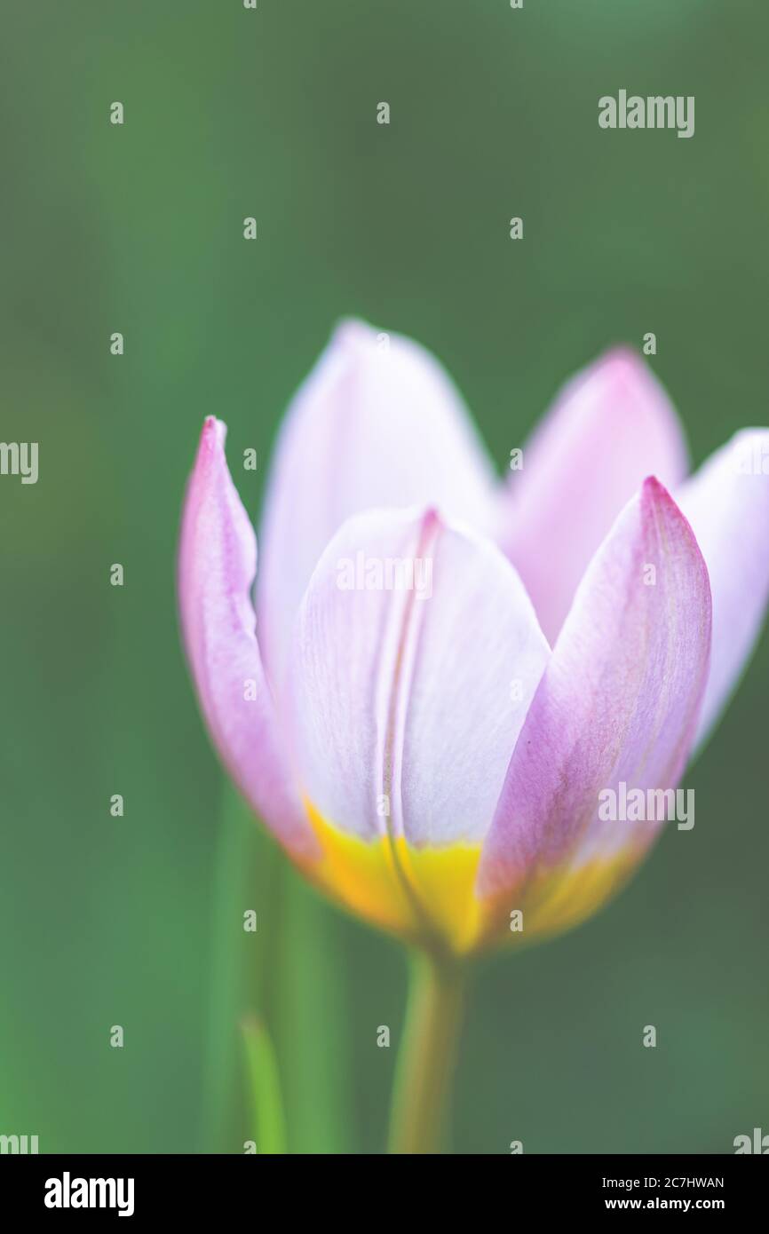 Primavera - tulipani fioriscono nel giardino. Foto Stock