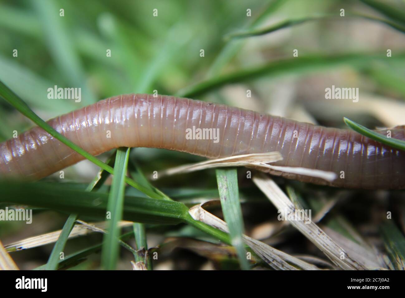 Verme comuni, verme di rugiada, verme piovane, nightcrawler, anglewworm, L. terrestris, Olivochaeta, Annelida, wiggler. Foto Stock