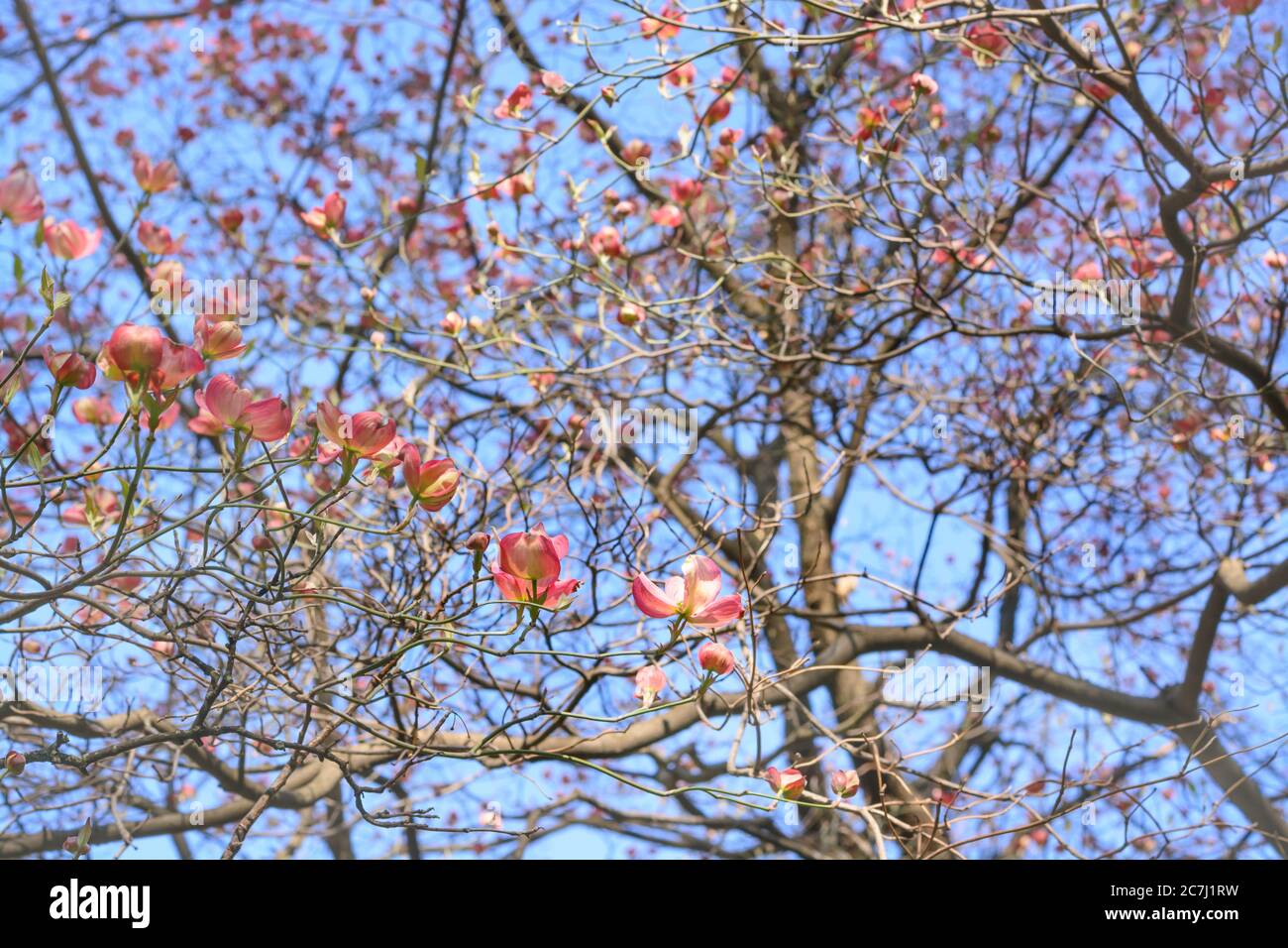 Fiore Cornus florida L. 'Rubra' su uno sfondo sfocato Foto Stock