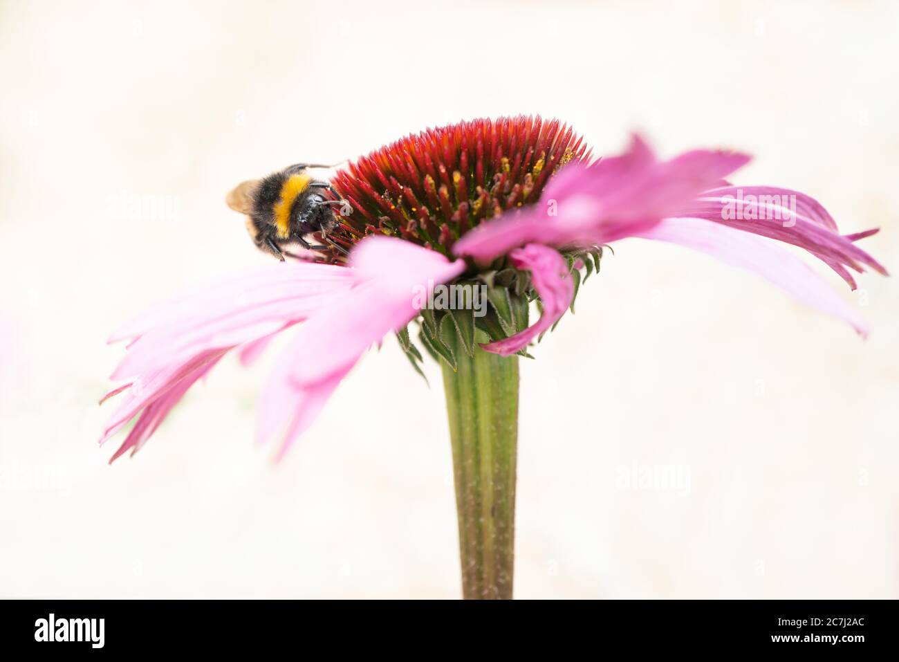 Un bumblebee su un'echinacea rosa, fiore di leone, godendo il nettare su uno sfondo neutro crema pallido. Foto Stock