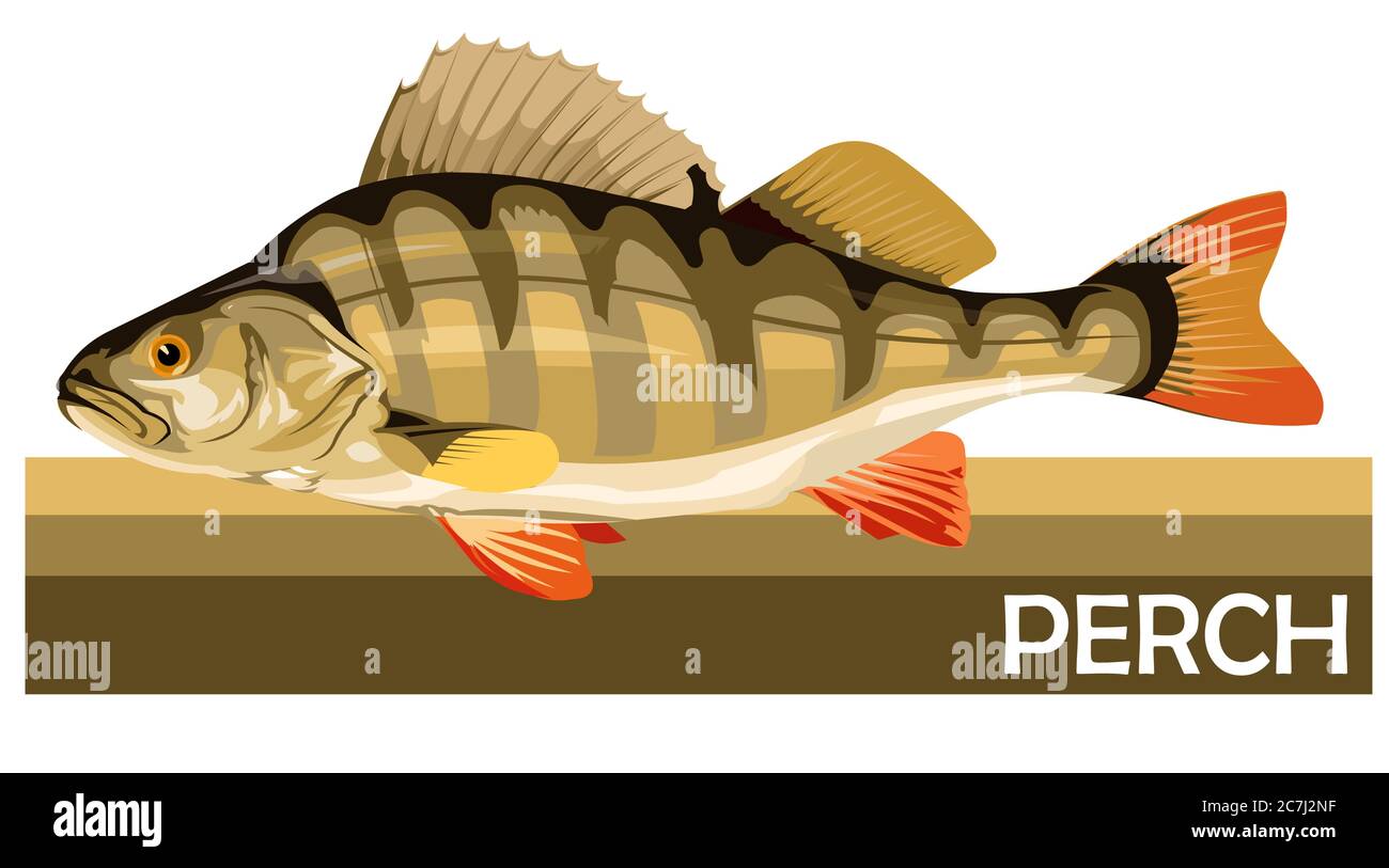 Pesce persico comune. Pesce predatorio di fiume. Pesce europeo. Commestibile. Pesca per il persico. Fiume, lago. Con strisce. Illustrazione Vettoriale