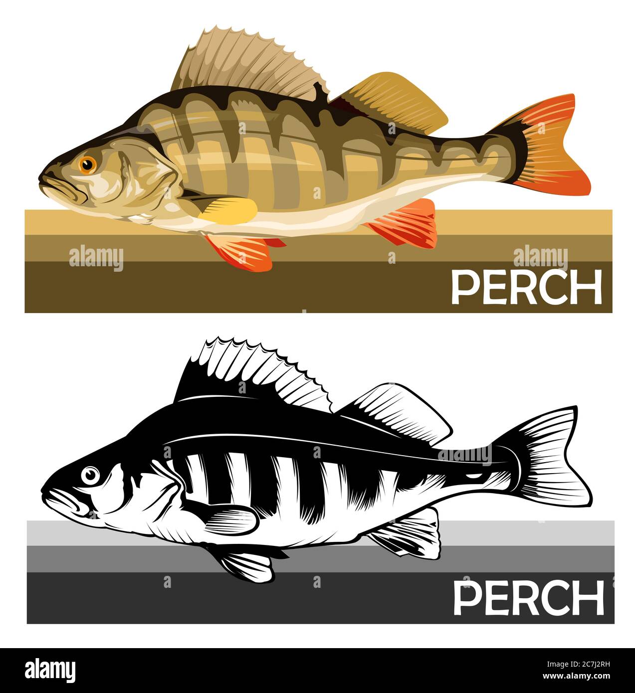 Pesce persico comune. Pesce predatorio di fiume. Pesce europeo. Commestibile. Pesca per il persico. Fiume, lago. Con strisce. Illustrazione Vettoriale