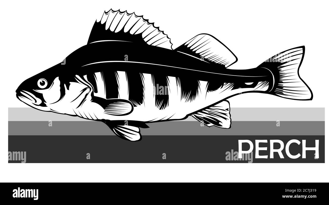 Pesce persico comune. Pesce predatorio di fiume. Pesce europeo. Commestibile. Pesca per il persico. Fiume, lago. Con strisce. Illustrazione Vettoriale