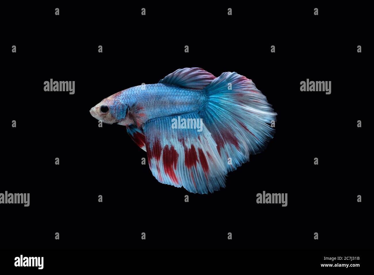 Vista laterale della mezzaluna Blu betta pesce siamese (marmo tipo grizzle)  isolato su sfondo nero. Foto immagine Foto stock - Alamy