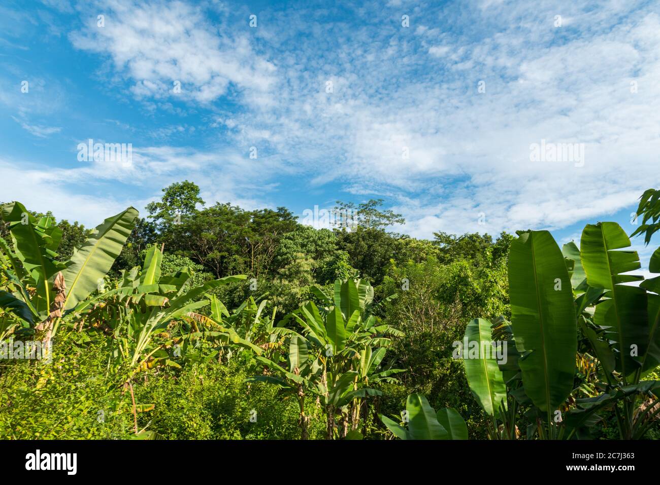 Vista della Foresta delle scimmie sacre a Ubud Foto Stock