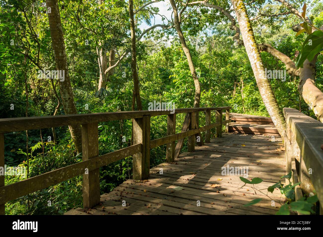 Vista della Foresta delle scimmie sacre a Ubud Foto Stock