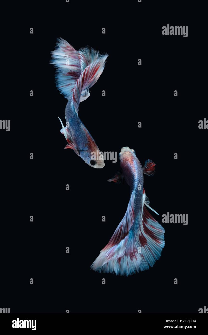 Due danze marmo blu grizzle mezzaluna betta pesce siamese isolato su sfondo nero Foto Stock