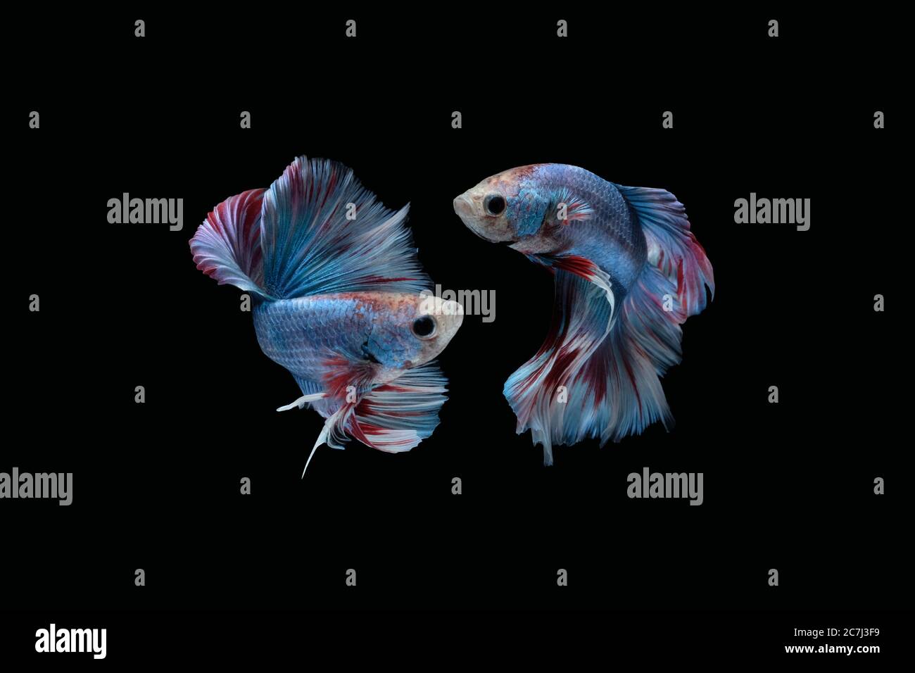 Due danze marmo blu grizzle mezzaluna betta pesce siamese isolato su sfondo nero Foto Stock