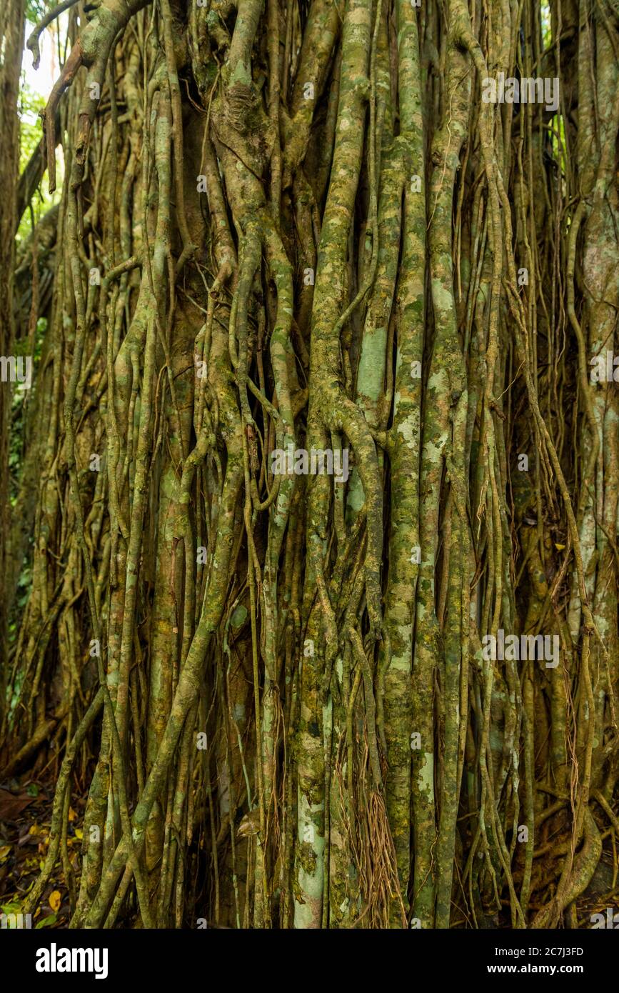 Vista della Foresta delle scimmie sacre a Ubud Foto Stock