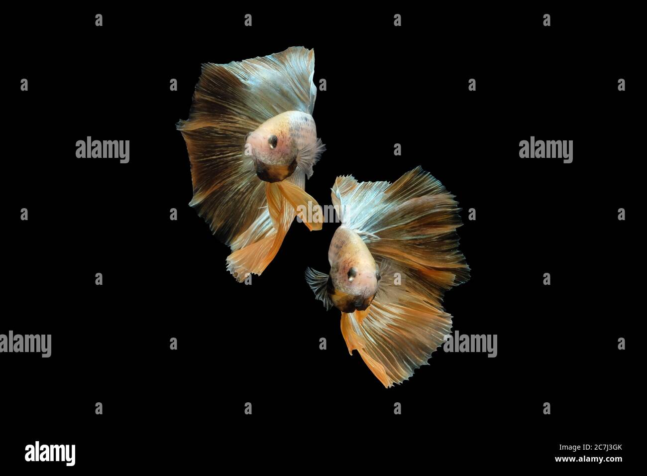 Due danze mezze luna oro rosetail marmo grizzle betta siamese pesce da combattimento isolato su sfondo nero Foto Stock