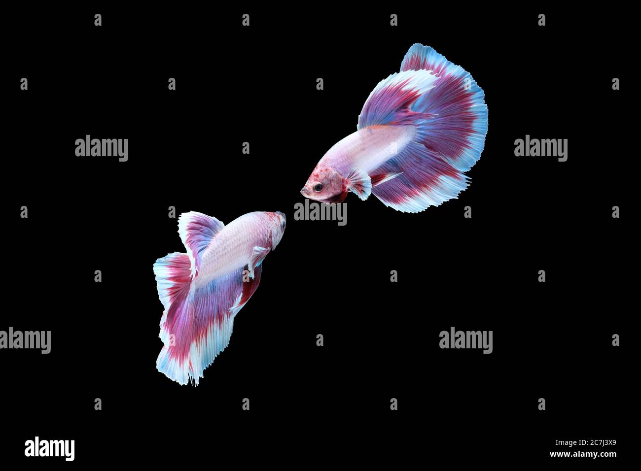 Due danze di pesce da combattimento betta siamese (lavanda di mezza luna in combinazione di colore viola bianco) isolate su sfondo nero. Immagine Foto Foto Stock