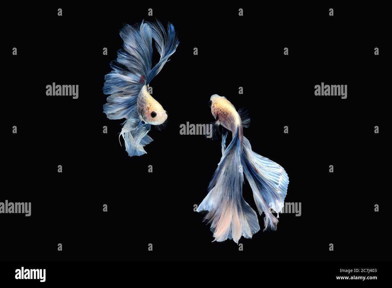 Due danze di pesce da combattimento betta siamese (Rosetail Gigante Halfmoon in combinazione di colore bianco blu) isolate su sfondo nero. Immagine Foto Foto Stock