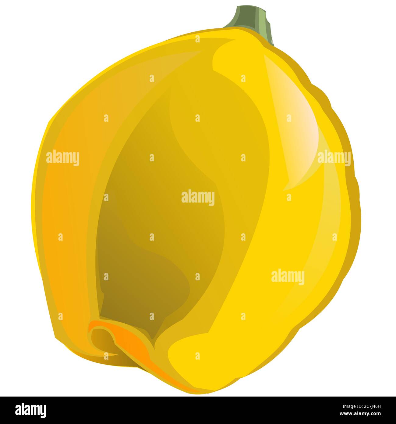 Cotogna. Vettore. Frutta da giardino. Maturo. Illustrazione vettoriale. Oggetto isolato. Gustosa frutta profumata. Albero meridionale. Frutta gialla. Illustrazione Vettoriale