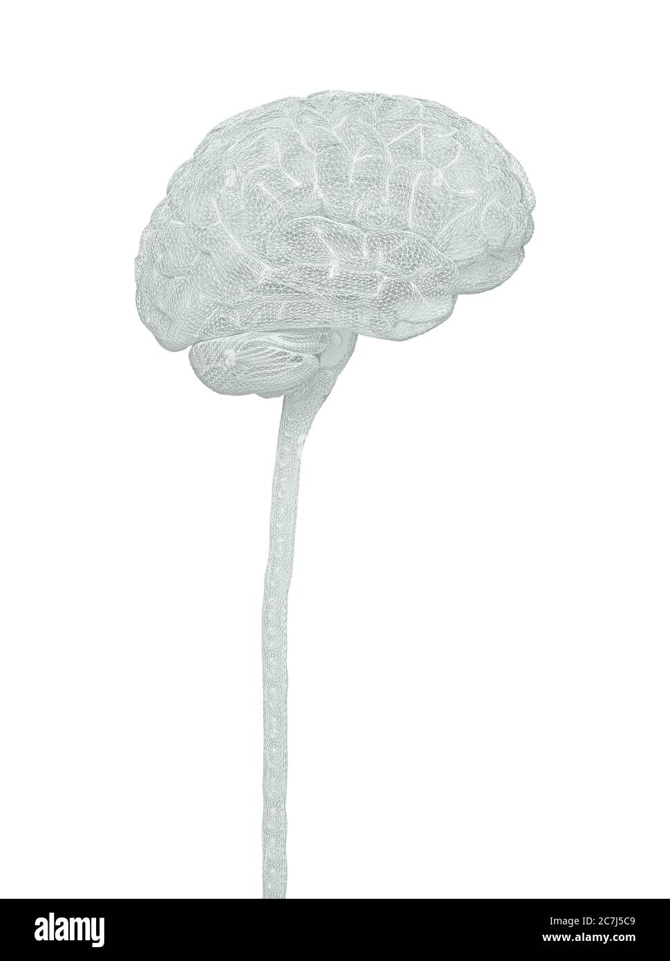 Cervello umano e midollo spinale, illustrazione. Foto Stock