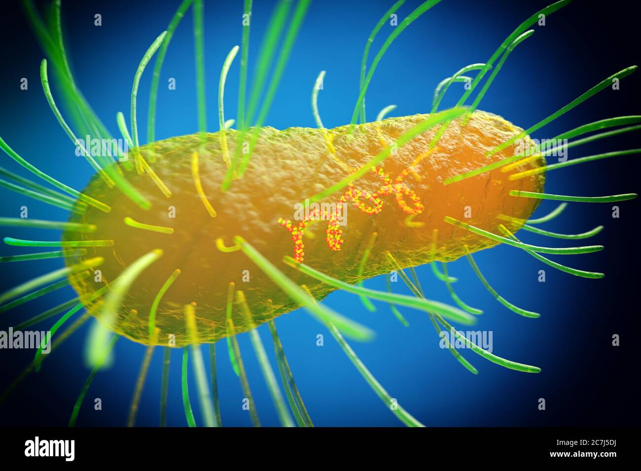 E. coli, illustrazione. Escherichia coli è un batterio a forma di asta (bacillus). La sua membrana cellulare è ricoperta da filamenti fini chiamati pili o fimbriae. Le strutture simili ai capelli, chiamate flagella, sul retro di ogni batterio, forniscono propulsione per farlo muovere. E. coli è un componente normale della flora batterica intestinale, ma in determinate condizioni alcuni ceppi possono causare infezioni gravi come la gastroenterite. Foto Stock