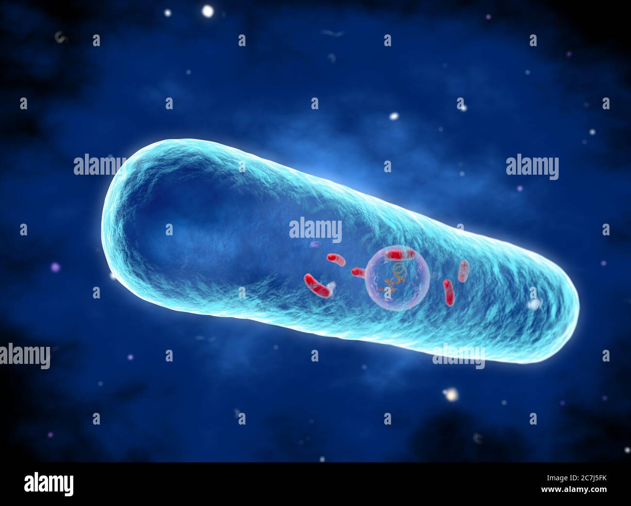 Illustrazione di un batterio della Legionella pneumophila, la causa della malattia di Legionaires. Questi bacilli (batteri a forma di barra) sono Gram-negativi. L. pneumophila è stato identificato come un patogeno (agente della malattia) dopo un misterioso focolaio di polmonite ha causato 29 morti ad una convenzione americana della Legione nel 1976. Questo batterio è stato trovato che vive in serbatoi d'acqua, soffioni e impianti di condizionamento d'aria. La malattia provoca danni polmonari polmonari fatali negli anziani e malessere. Foto Stock