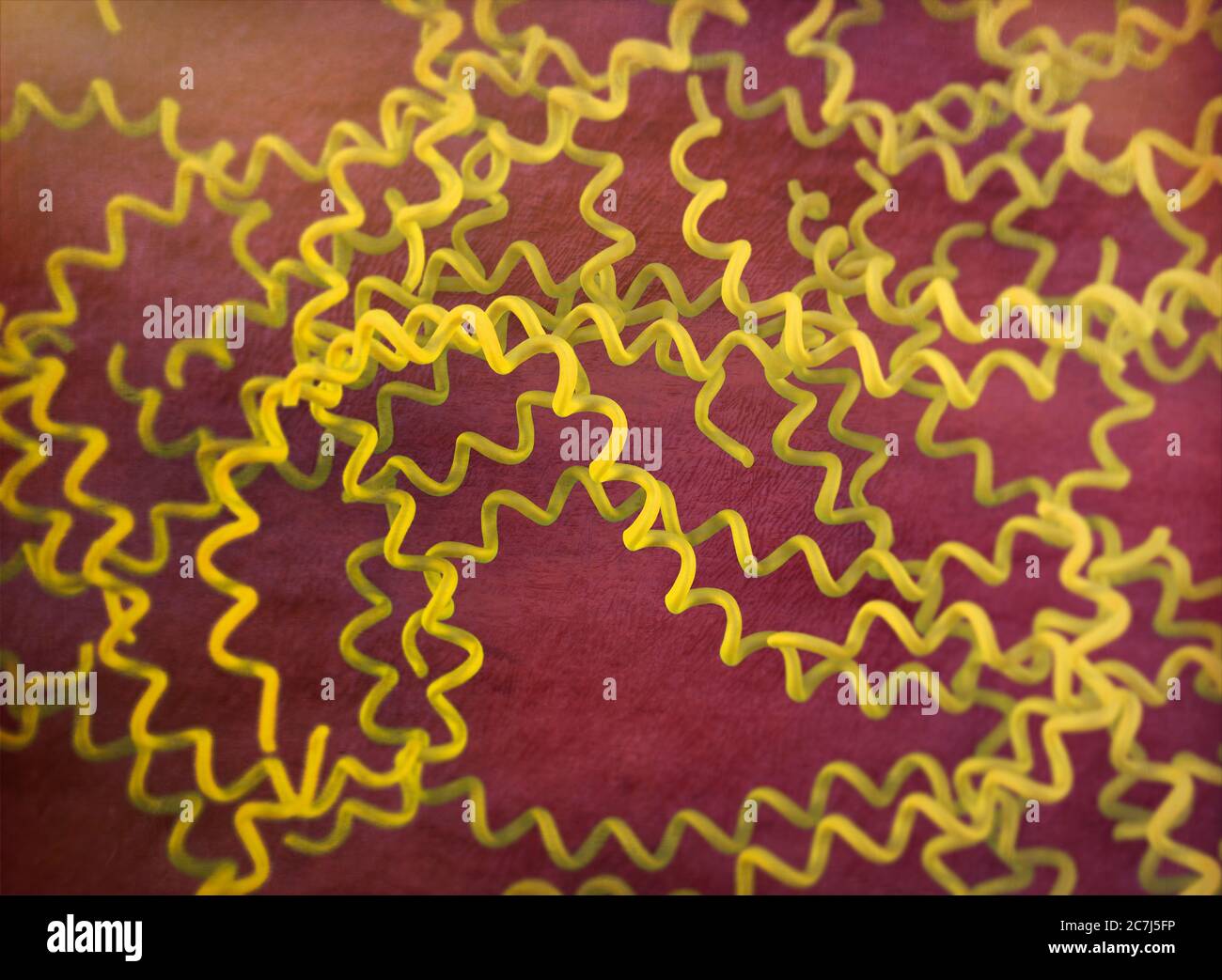 Illustrazione di Leptospira interrogans, che mostra un batterio spirochaete molto velato e molto motile. I sierotipi patogenici di L. interrogans causano la leptospirosi della malattia nell'uomo, caratterizzata da febbre, vomito, congiuntivite e dolori muscolari. Ittero e insufficienza renale possono verificarsi nella forma grave di infezione nota come malattia di Weil. I roditori sono i principali vettori, anche cani e animali da fattoria: Agricoltori, lavoratori delle acque reflue e veterinari. La penicillina è l'antibiotico di scelta per il trattamento. Foto Stock