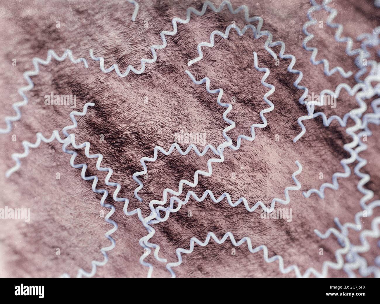 Illustrazione di Leptospira interrogans, che mostra un batterio spirochaete molto velato e molto motile. I sierotipi patogenici di L. interrogans causano la leptospirosi della malattia nell'uomo, caratterizzata da febbre, vomito, congiuntivite e dolori muscolari. Ittero e insufficienza renale possono verificarsi nella forma grave di infezione nota come malattia di Weil. I roditori sono i principali vettori, anche cani e animali da fattoria: Agricoltori, lavoratori delle acque reflue e veterinari. La penicillina è l'antibiotico di scelta per il trattamento. Foto Stock