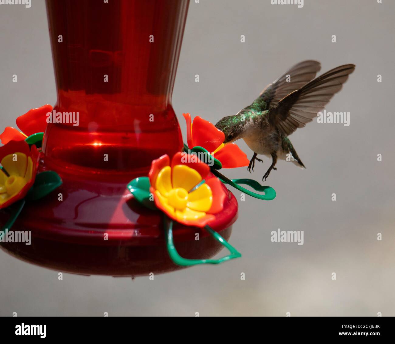 La femmina di colibrì con la gola di rubino si sposta su un alimentatore mentre si ottiene il nettare. Foto Stock