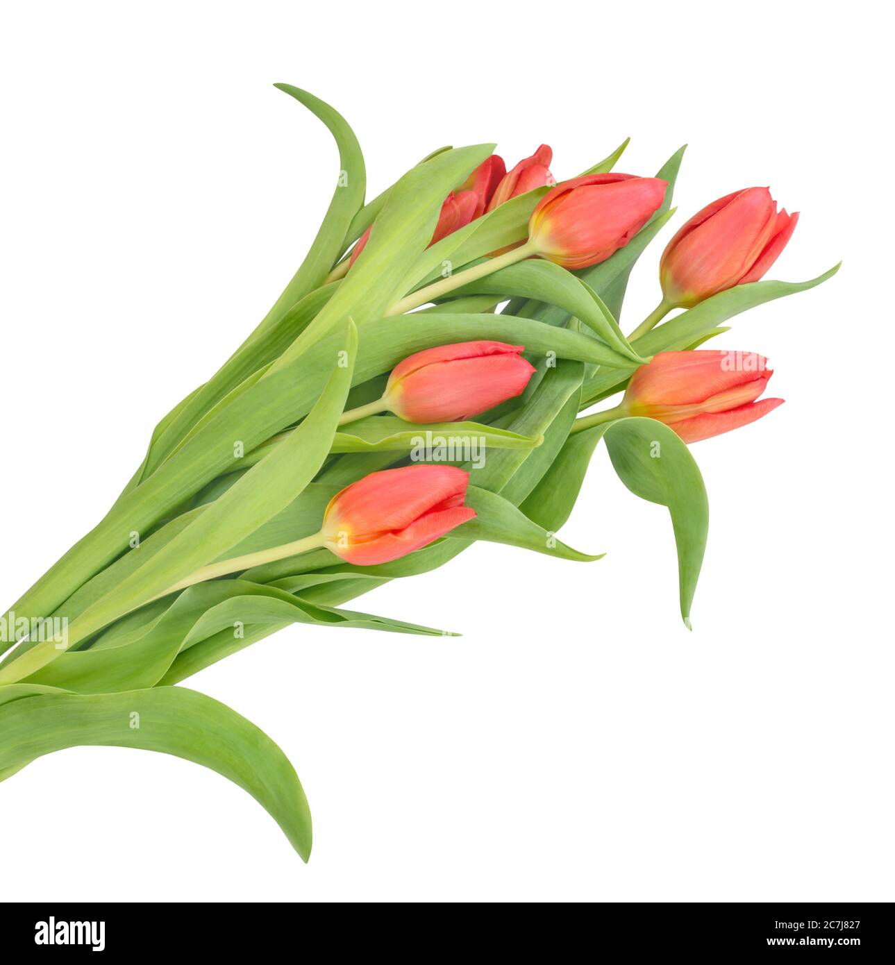Bouquet con boccioli rossi di tulipani su sfondo bianco Foto Stock
