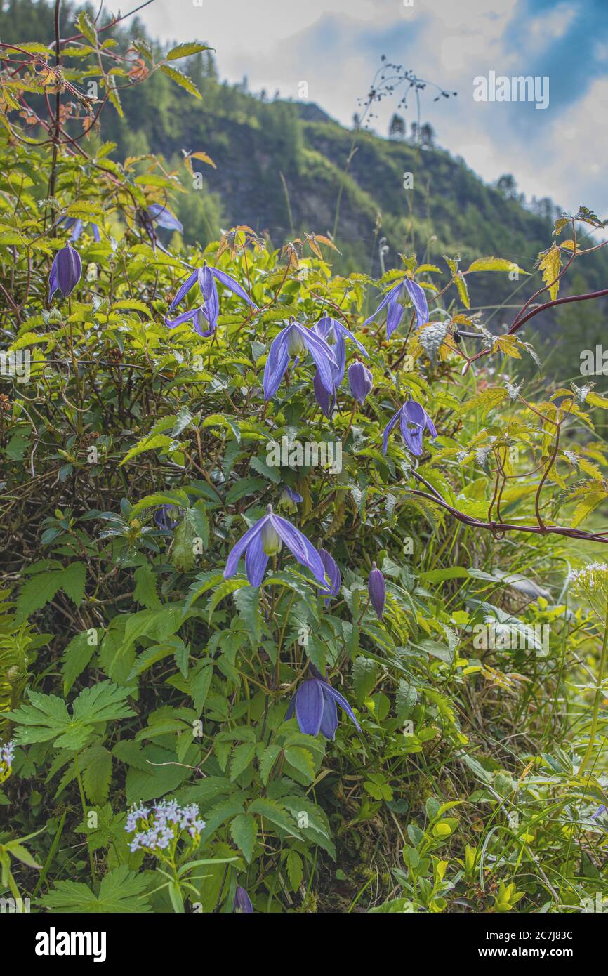 Clematis alpino (Clematis alpina), fioritura, Austria, Carinzia, Parco Nazionale degli alti Tauri Foto Stock