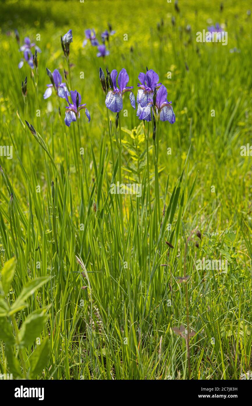 Iris siberiano, bandiera siberiana (Iris sibirica), fioritura, Germania, Baviera, Chiemseemoore Foto Stock