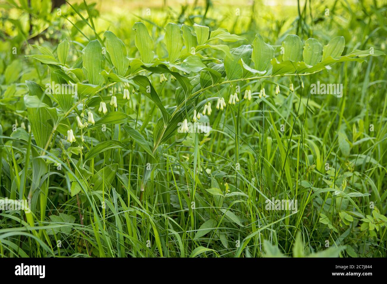 Sigillo di soloman Eurasian (Polygonatum multiflorum), fioritura, Germania, Baviera, Chiemseemoore Foto Stock