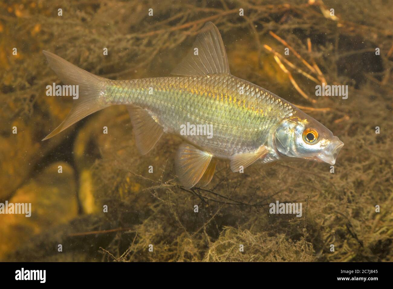 roach, la pesca balcanica (Rutilus rutilus, Leuciscus rutilus), il gaonaggio Foto Stock
