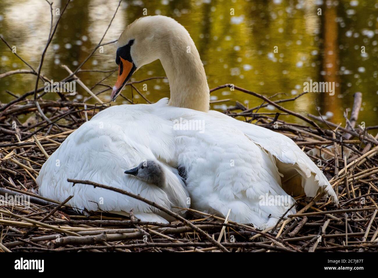 Cigno muto (Cignus olor), allevamento nel nido un cazzo che pilla tra le ali, Svizzera, Lago di Costanza Foto Stock