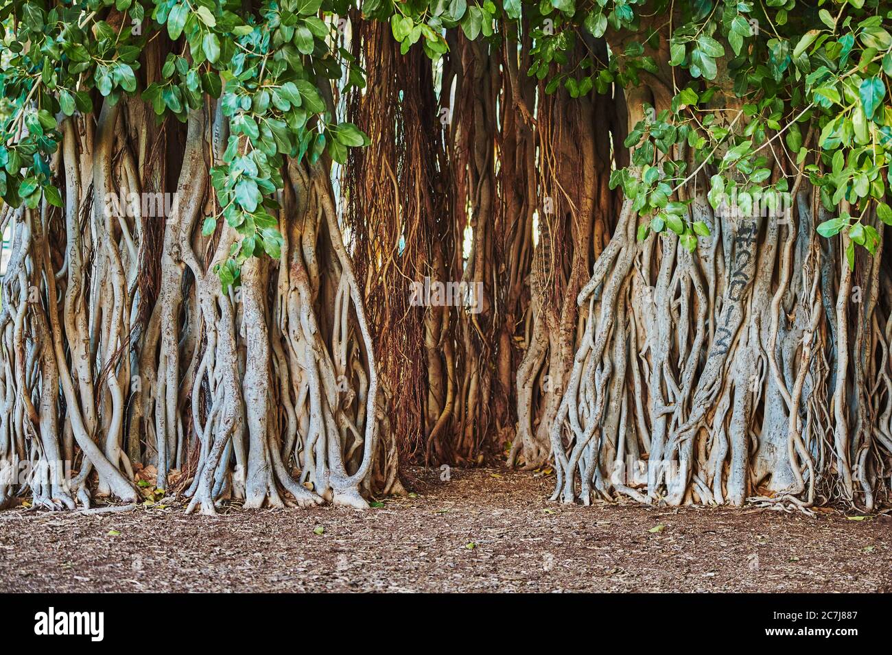 Banyan (Ficus benghalensis), con radici arial lunghe, Asia Foto Stock