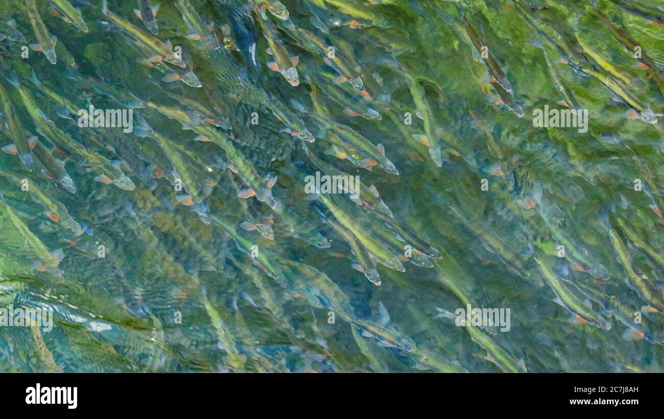 Danubiano, Danubio, Shemaya (Chalcalburnus calcoides manto), grande scuola che sta rialzando la migrazione verso il terreno di riproduzione, Germania, Baviera, Alzenau, Seebruck Foto Stock