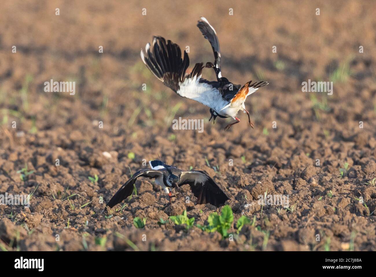 northern lapwing (Vanellus vanellus), due maschi rivaleggiando su un acro, Germania, Baviera, Erdinger Moos Foto Stock