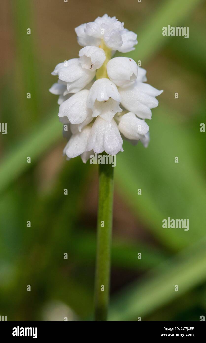 Giacinto d'uva, giacinto d'uva comune (Muscari botryoides Alba, Muscari heldreichii, Hyacinthus botryoides), infiorescenza della cultivar Alba, Olanda, Frisia Foto Stock