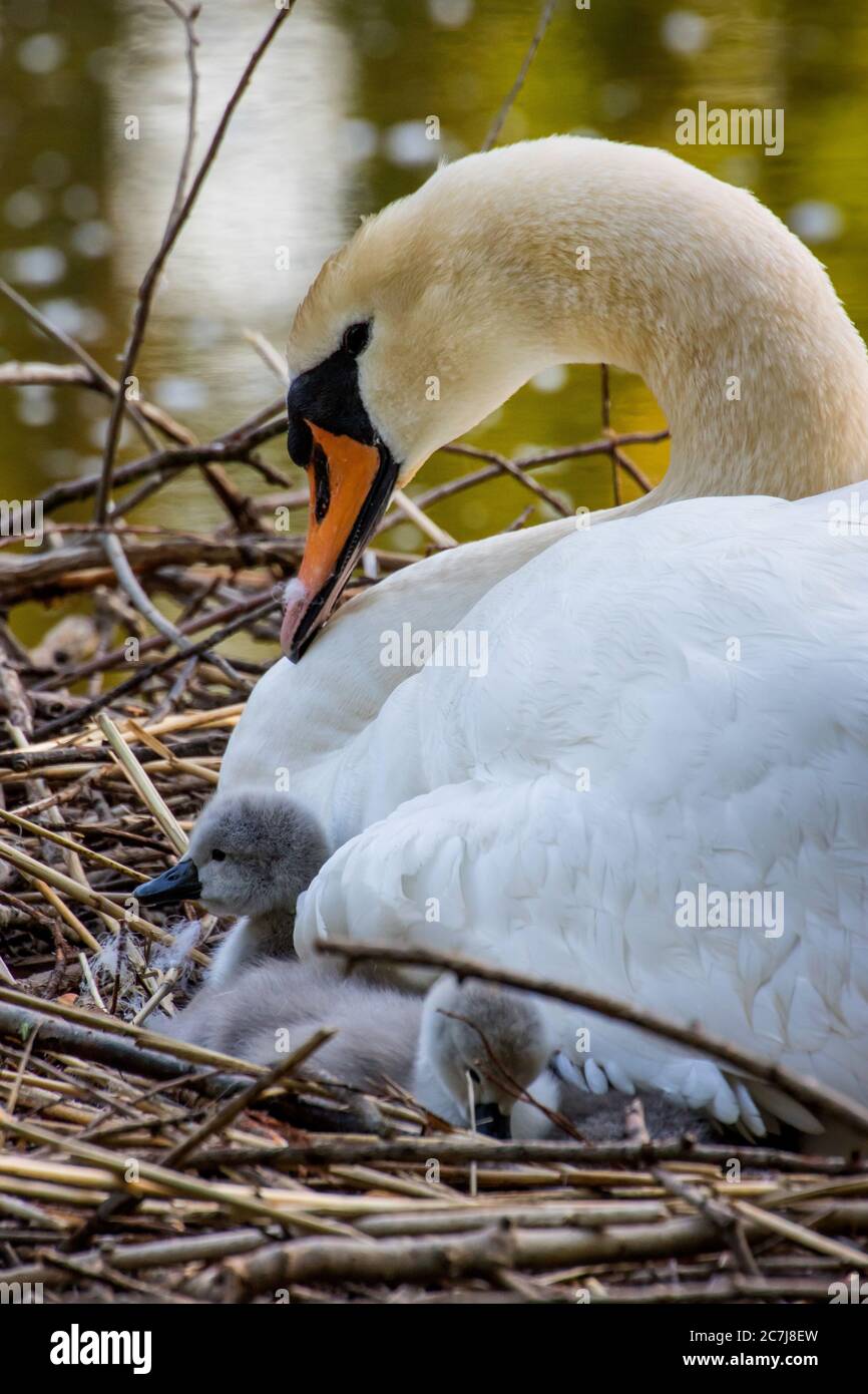 Cigno muto (Cignus olor), riproduttore nel nido due pulcini che pezzano sotto le ali, Svizzera, Lago di Costanza Foto Stock