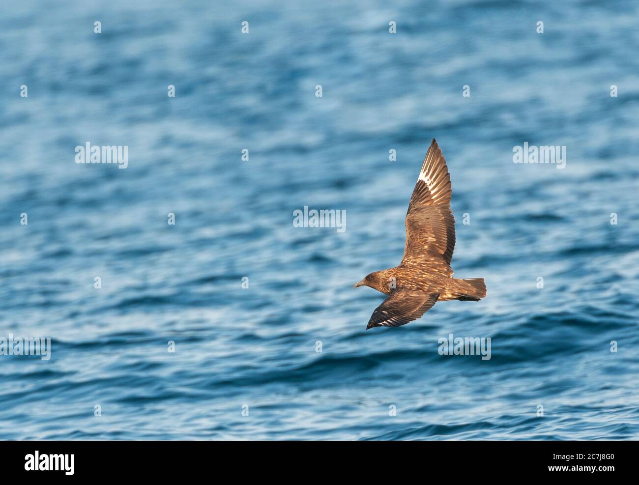Grande skua (Stercorarius skua, Catharacta skua), in volo sopra l'Oceano Atlantico, vista laterale, Spagna, Fisterra Foto Stock