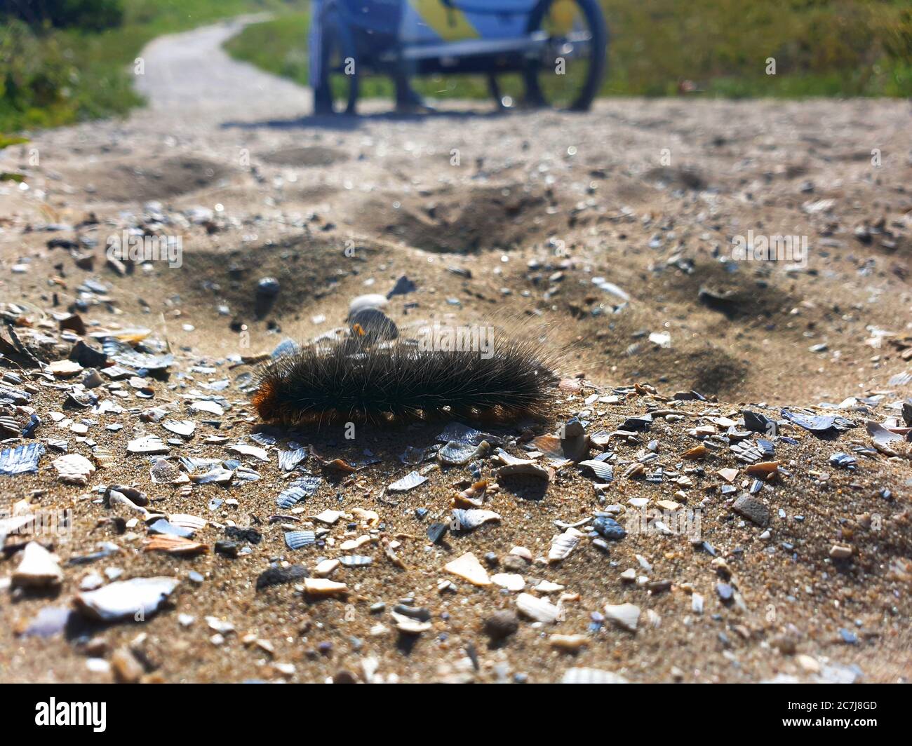 La falce di coda bruna, la coda bruna (Euproctis crisorroea), caterpillar, può causare prurito e disturbi respiratori, Paesi Bassi, Sud Olanda, Noordwijk aan Zee Foto Stock